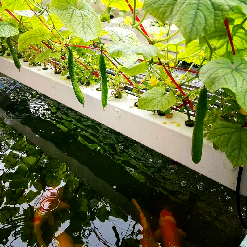 滨州市温室大棚鱼菜共生 - 推荐